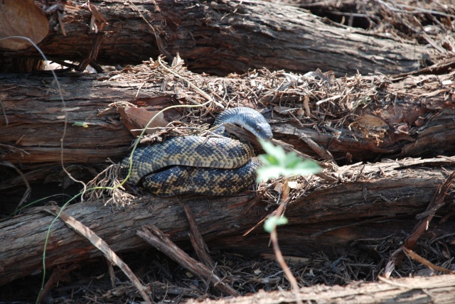 2009-05-31-02-Snake.jpg